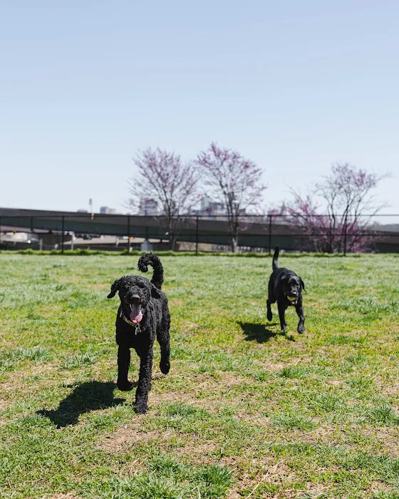 St. John's Dog Park 5