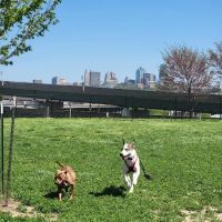 St. John's Dog Park ico