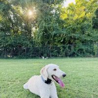 Waggin' Trail Dog Park ico