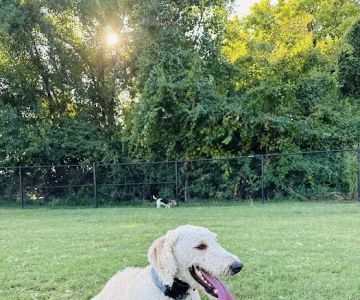 Waggin' Trail Dog Park