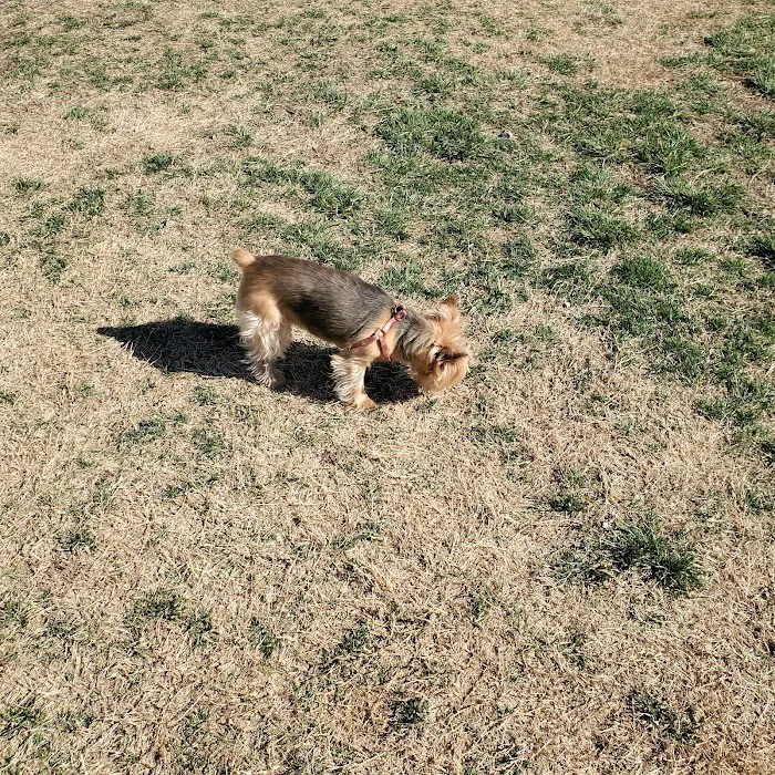 Waggin' Trail Dog Park 9