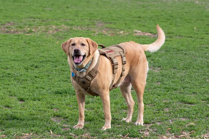 Waggin' Trail Dog Park 5