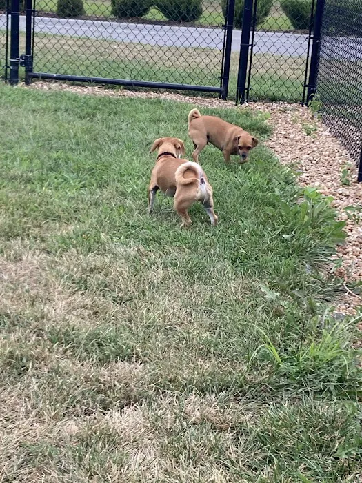 Dog Park at Love's Travel Stops 3