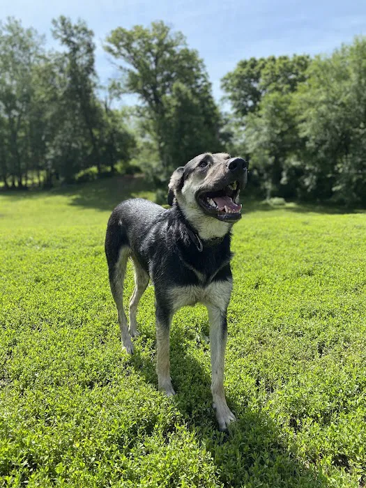 Swope Dog Park 3