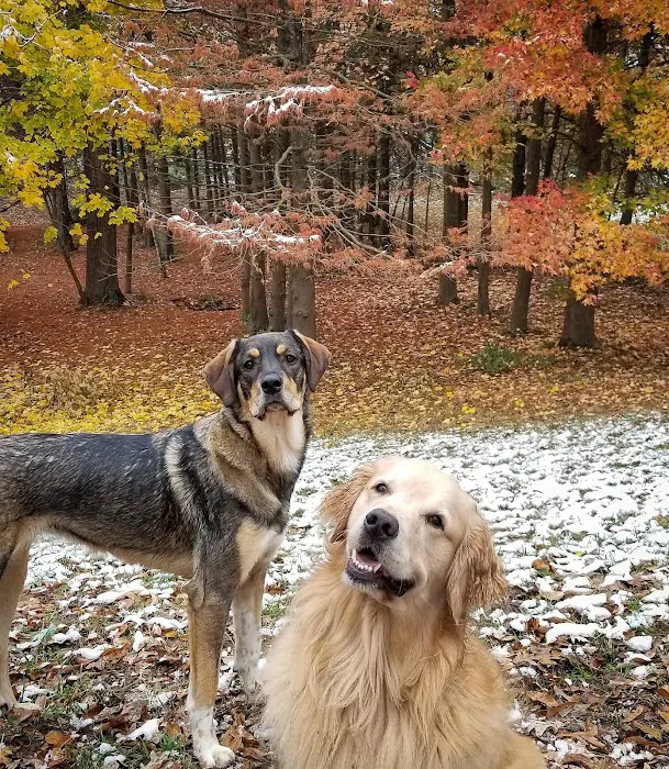 Swope Dog Park 5