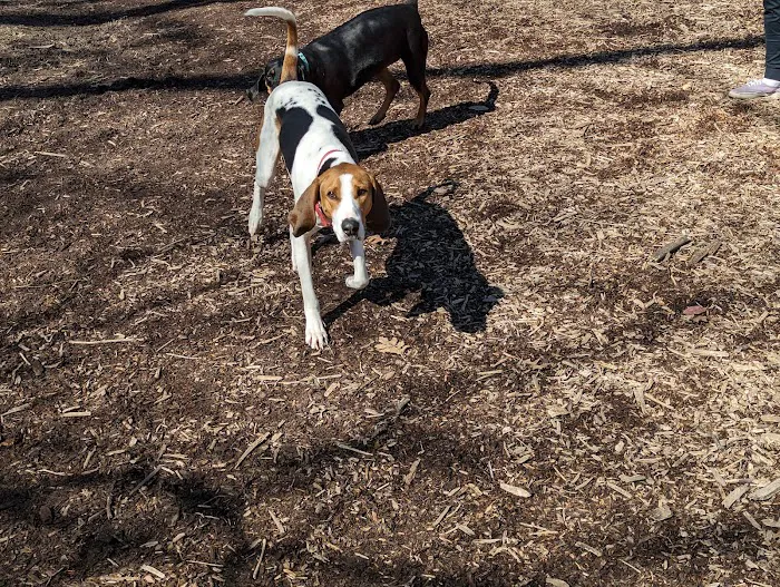 Swope Dog Park 2