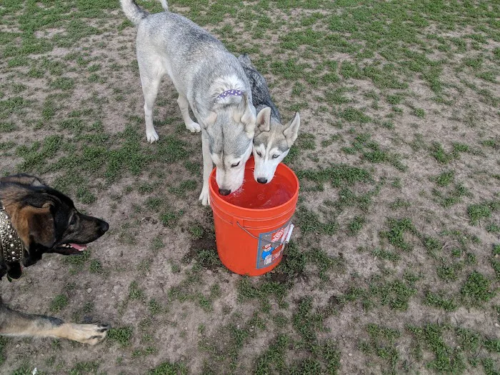 Dog Park at Santa Fe Park 5