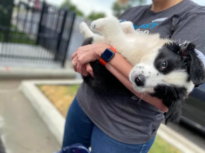 McCall's Barking Lot 5