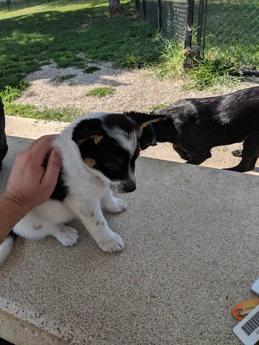 Liberty Dog Park 6