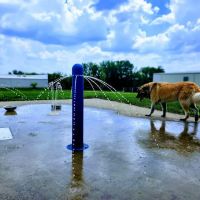 Dogwood Park ico