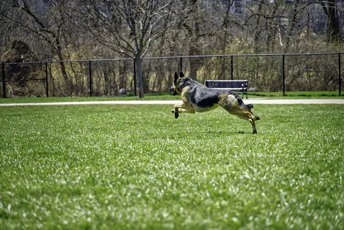 Dogwood Park 9