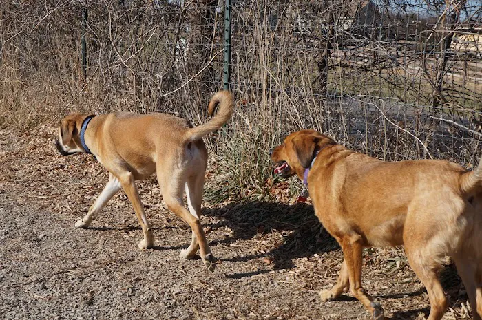 Stoll Off-Leash Dog Park 10