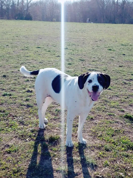 Stoll Off-Leash Dog Park 8