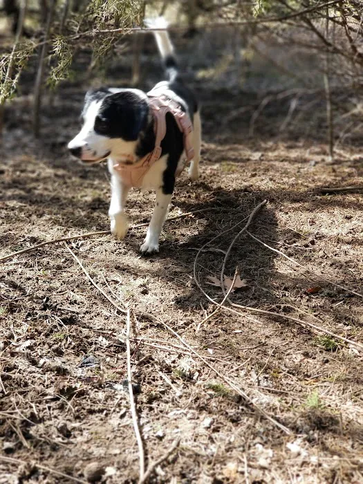 Stoll Off-Leash Dog Park 9