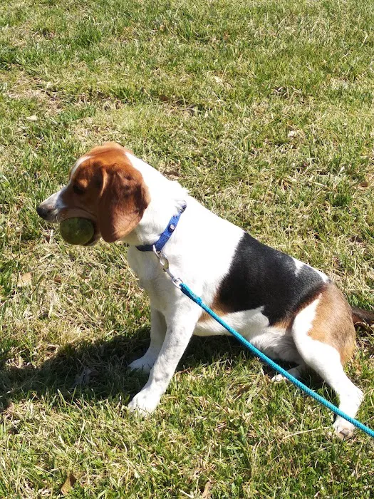 Blue Springs Dog Park 6