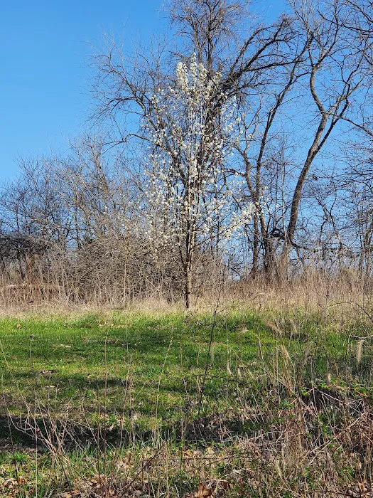 Blue Springs Dog Park 10