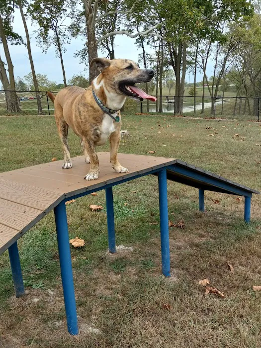 Century Bark Off Leash Dog Park 9