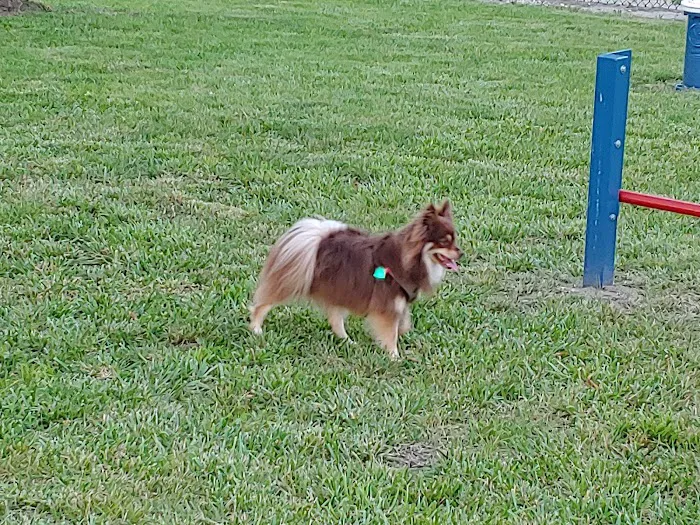 Century Bark Off Leash Dog Park 8