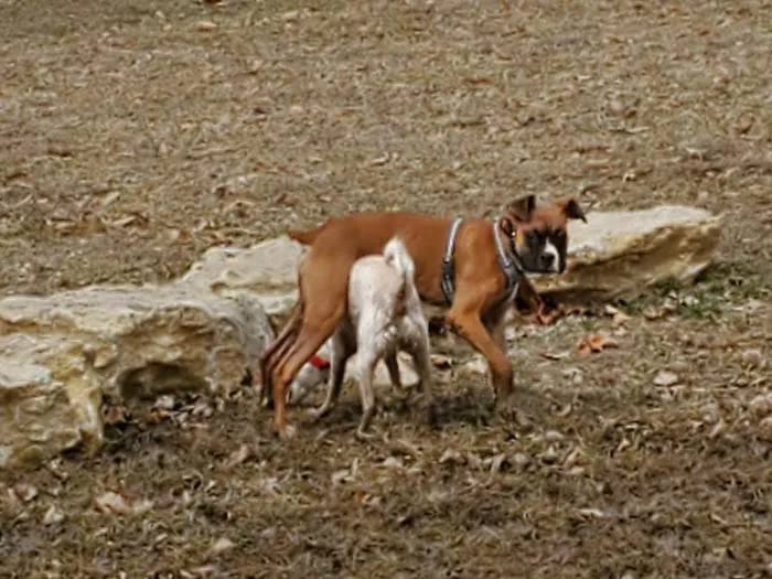 Century Bark Off Leash Dog Park 2