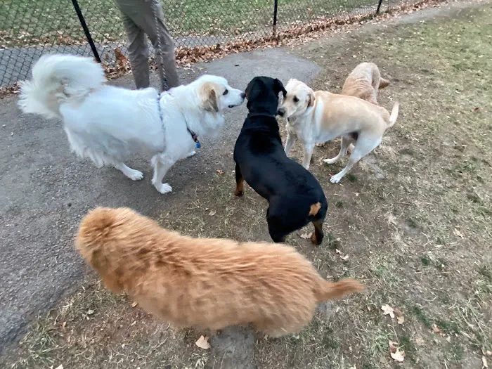 Century Bark Off Leash Dog Park 4