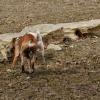 Century Bark Off Leash Dog Park ico