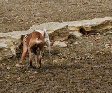 Century Bark Off Leash Dog Park