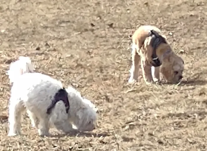 Smithville Lake Dog Park 2