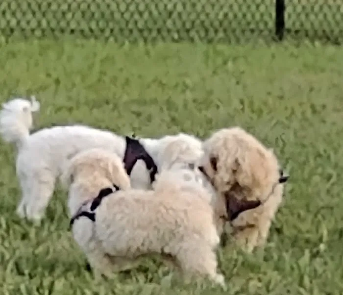 Smithville Lake Dog Park 3