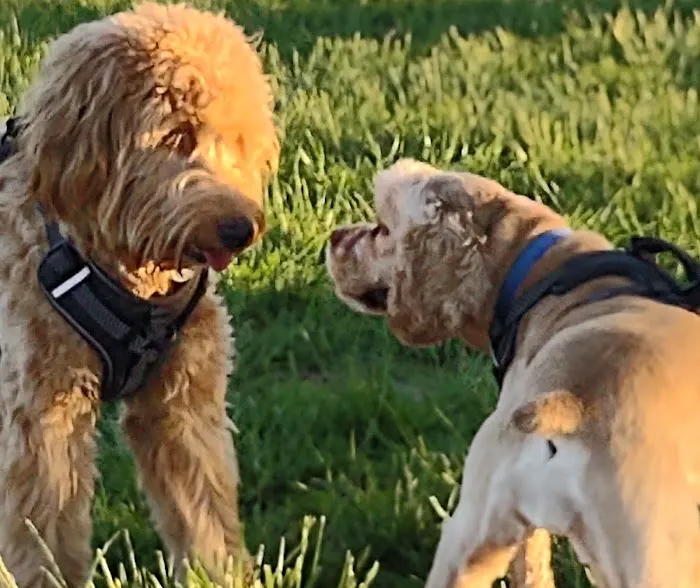 Smithville Lake Dog Park 8