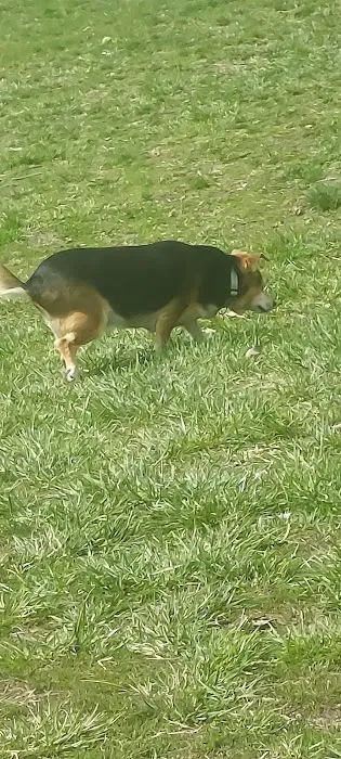 Smithville Lake Dog Park 4
