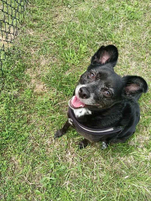 Smithville Lake Dog Park 5