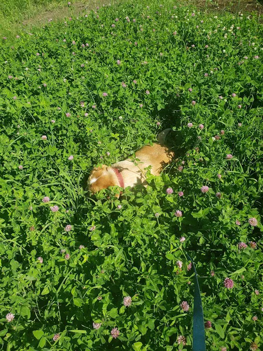 Harrisonville Dog Park 7