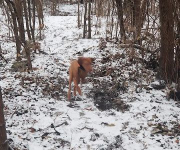 Fort Leavenworth Housing Dog Park