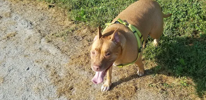 Atchison Fetch & Stretch Dog Park 2