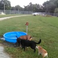 Atchison Fetch & Stretch Dog Park ico