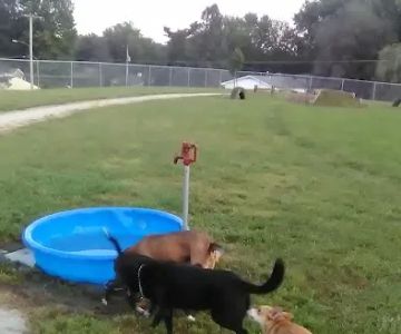 Atchison Fetch & Stretch Dog Park