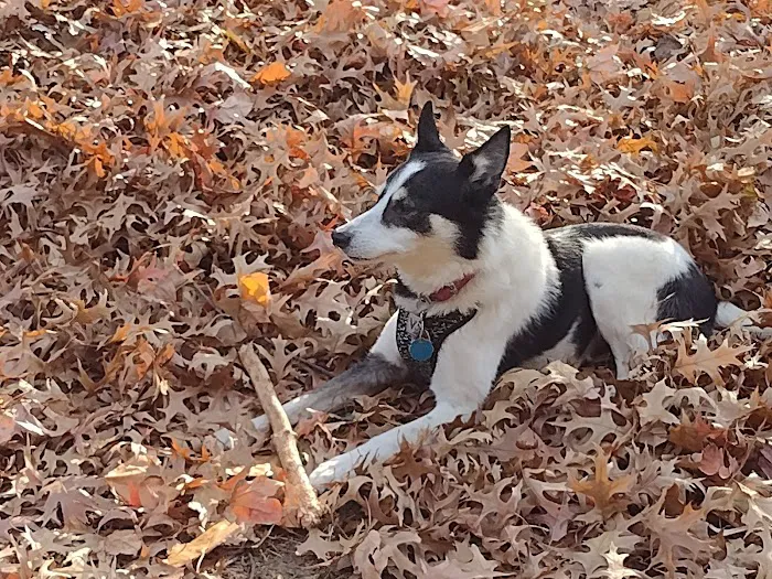 Atchison Fetch & Stretch Dog Park 5