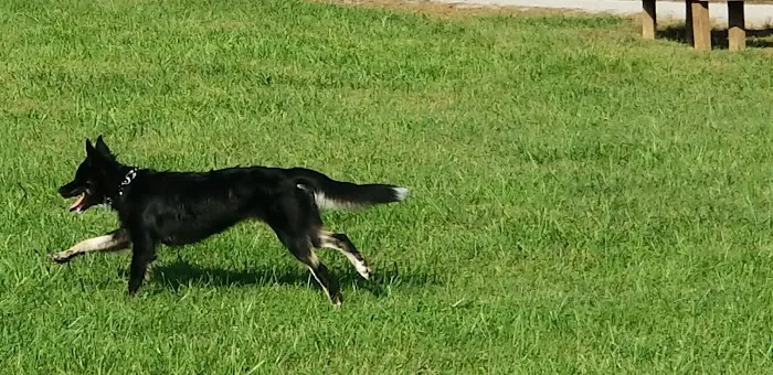 Atchison Fetch & Stretch Dog Park 9