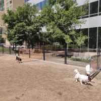 Dog off leash area ico