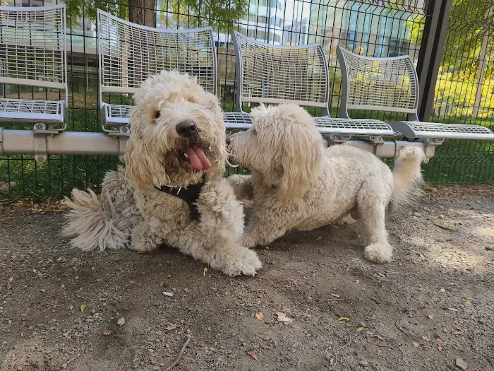 Dog off leash area 3