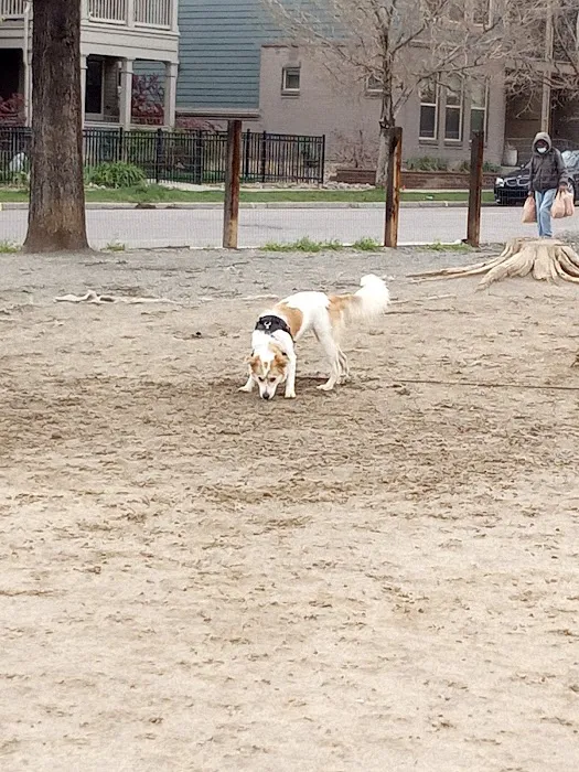 Dog Park 5