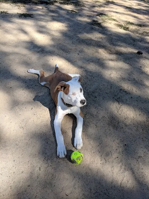 Dog Park 4