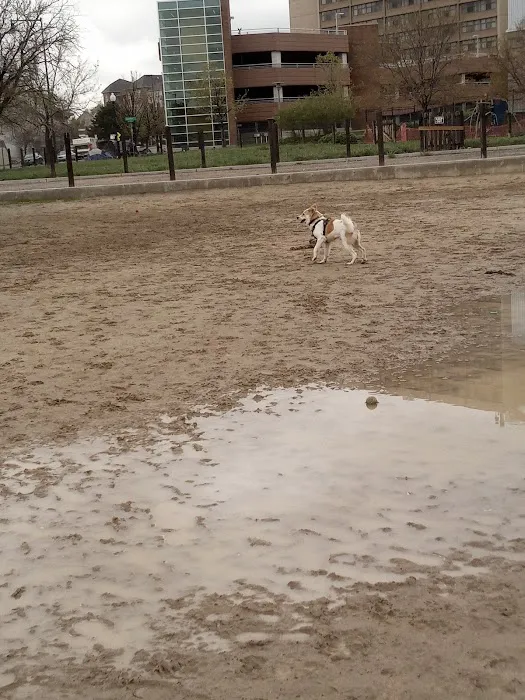 Dog Park 7