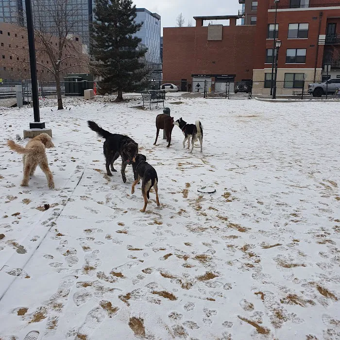 Rail Yard Dog Park 10