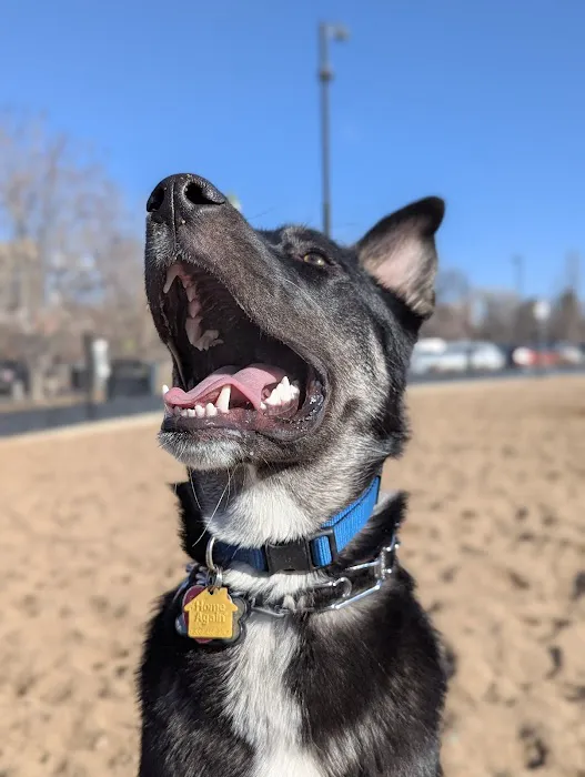 Carla Madison Dog Park 5