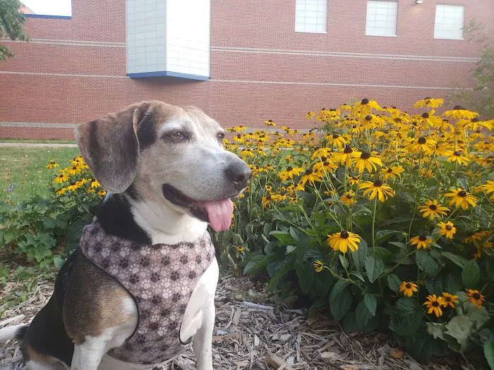 Fuller Dog Park 6