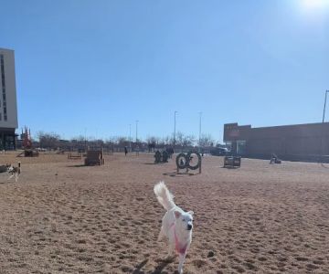 Broadway Bark. Dog park