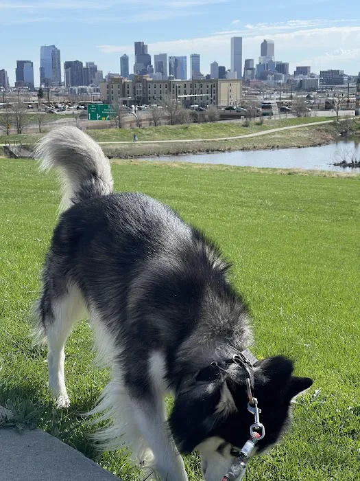Barnum Dog Park 5