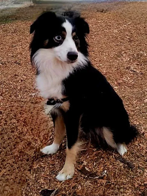 Mint Urban Dog Park 2