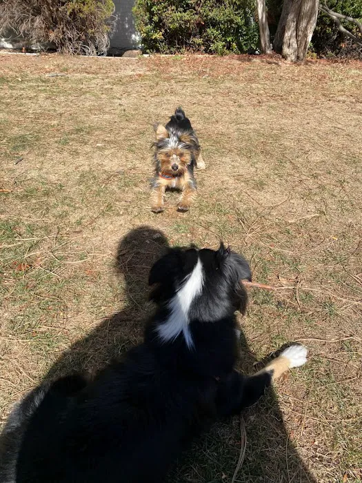 Mint Urban Dog Park 4